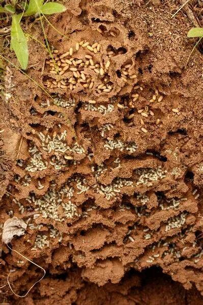 植物 螞蟻巢穴